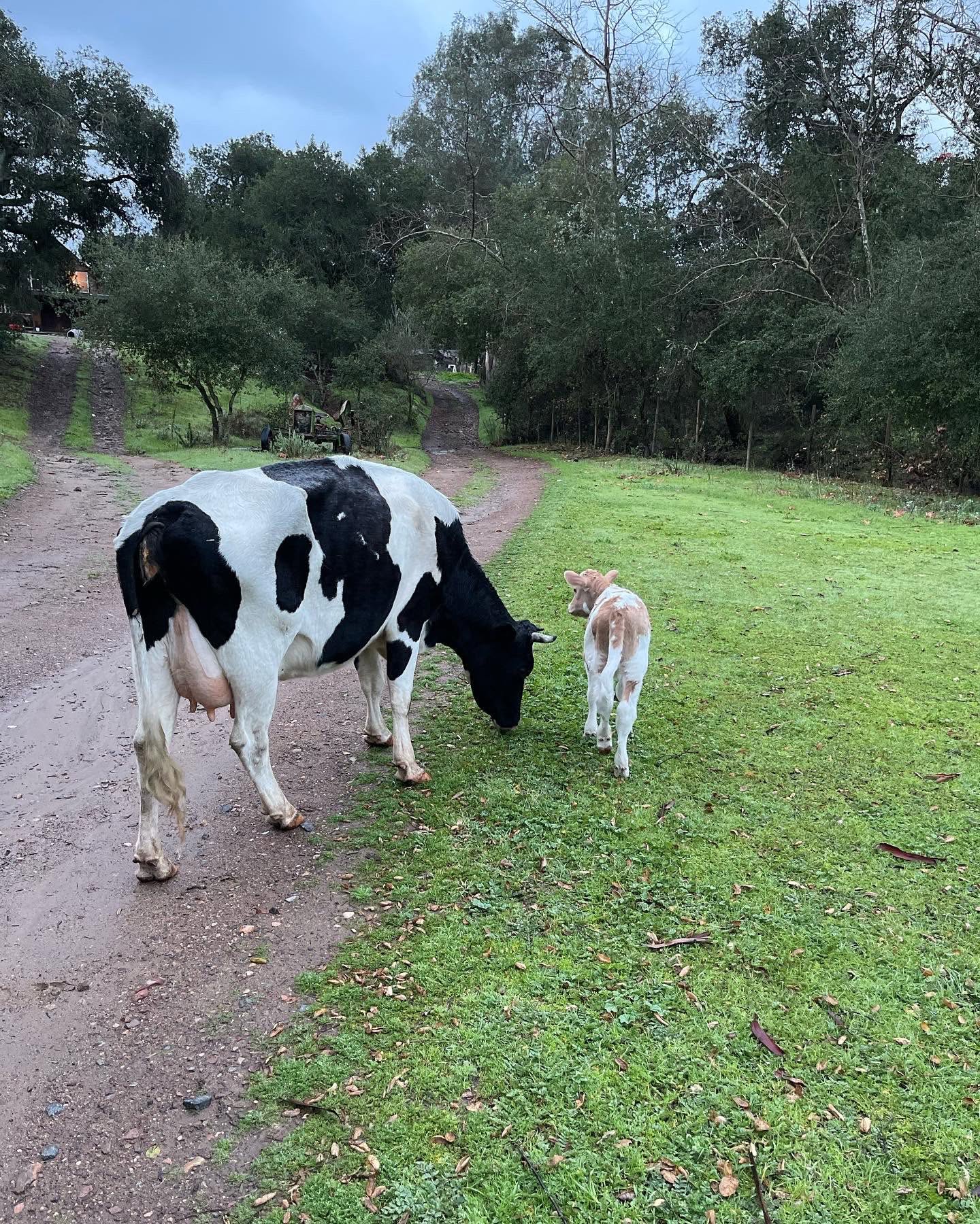 Vaca y becerro en los caminos del rancho
